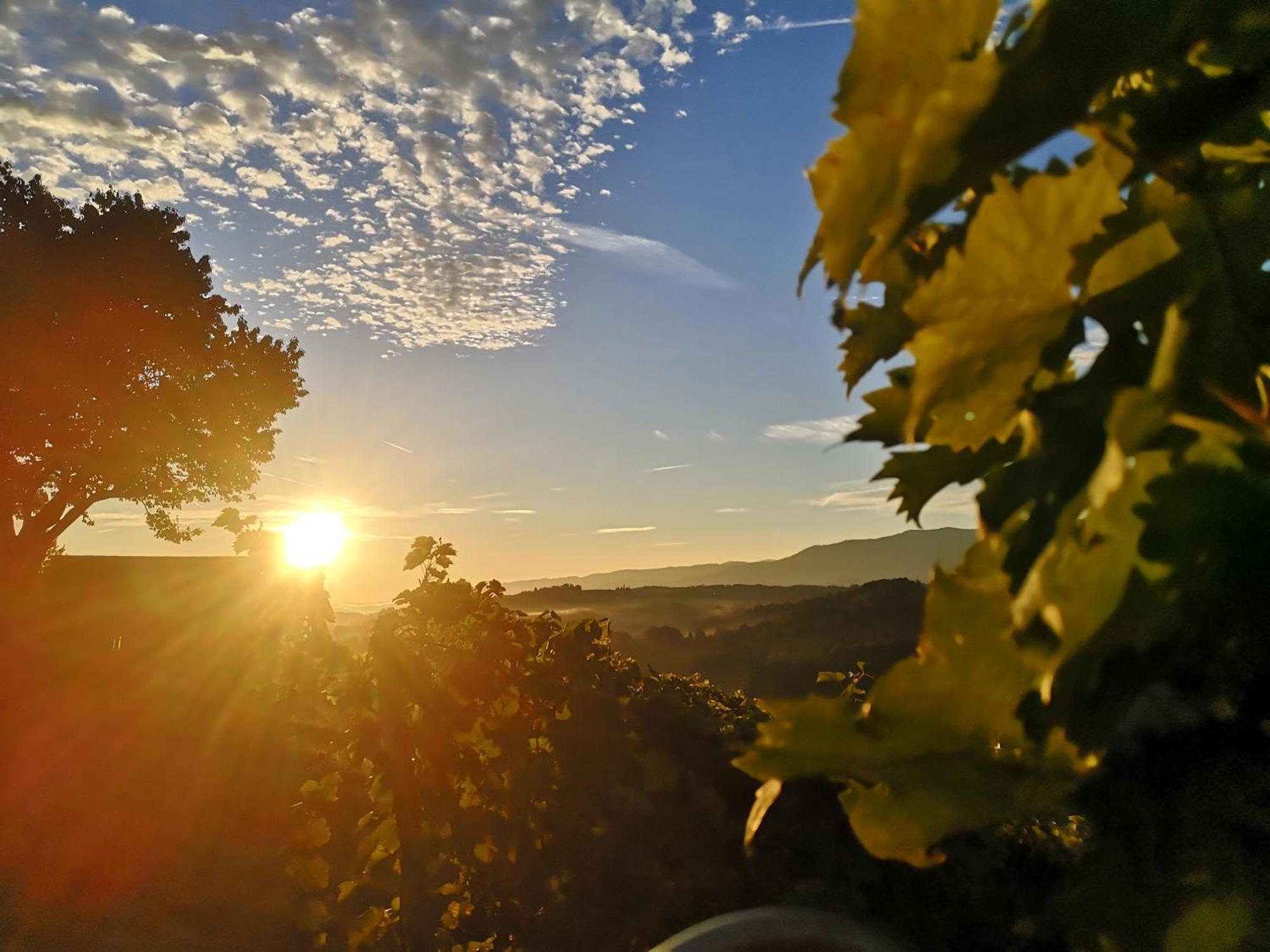 Peiserhof Ferien.Wein.Gut Suedsteiermark Villa Wies Екстериор снимка